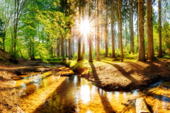 Sonnenuntergang in einem Wald mit Bach