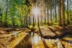 Sonnenuntergang in einem Wald mit Bach